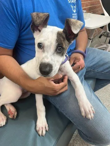 A baby small-sized male Terrier dog named Pumpernickel for adoption in Washington, DC