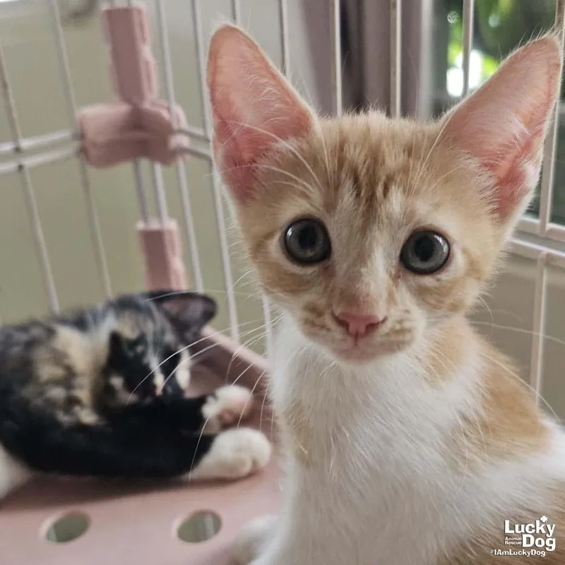 A baby medium-sized male Orange / Red Domestic Short Hair cat named Glitch for adoption in Washington, DC