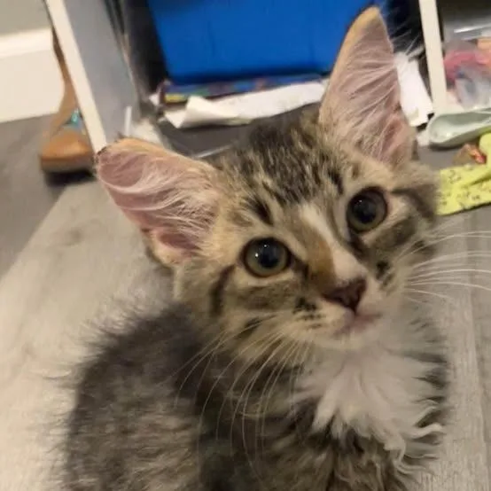 A baby small-sized female Gray / Blue / Silver American Shorthair cat named Dash for adoption in Volcano, HI
