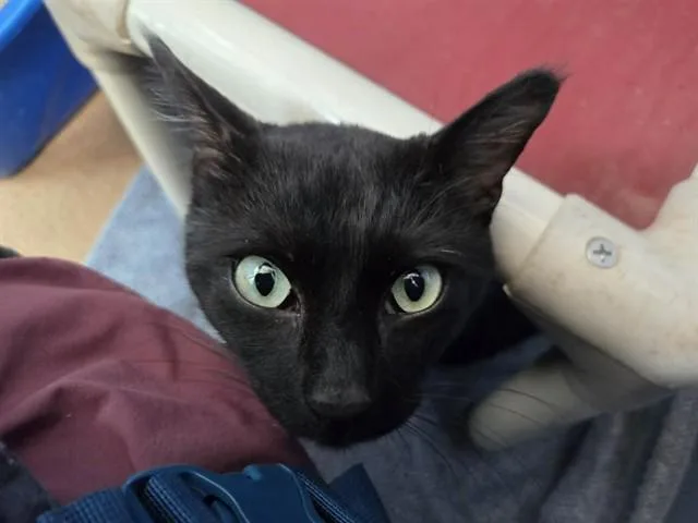 An adult medium-sized male Domestic Short Hair cat named Cosmo for adoption in Martinez, CA