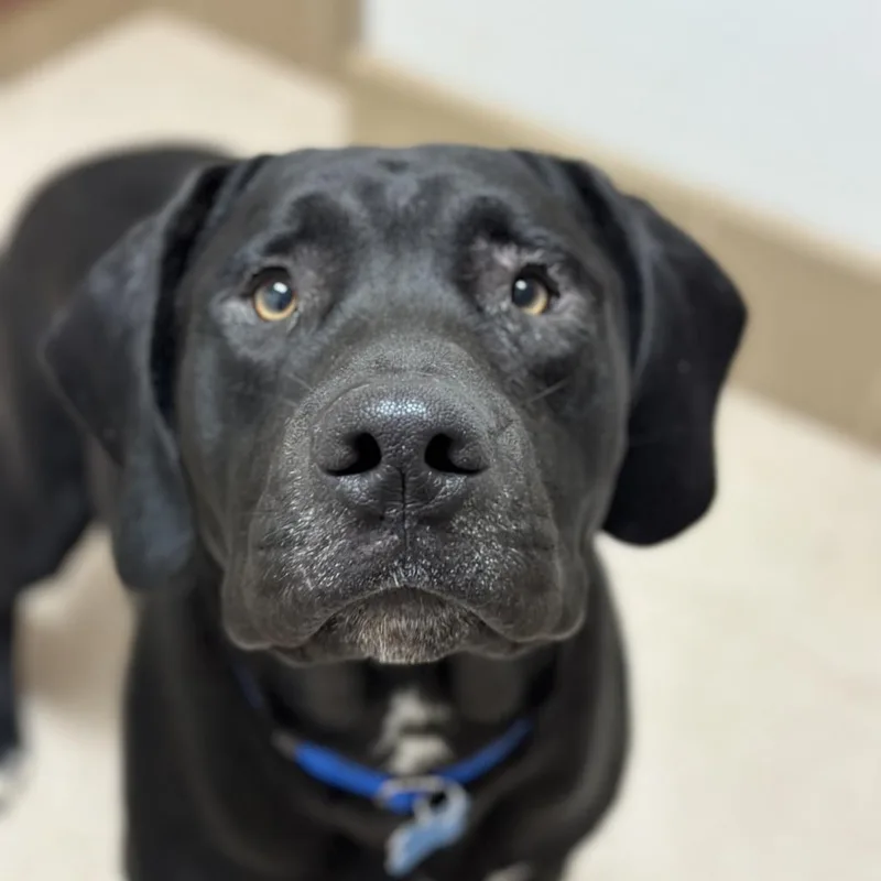 An adult large-sized male Black Mastiff dog named Dale for adoption in Kanab, UT