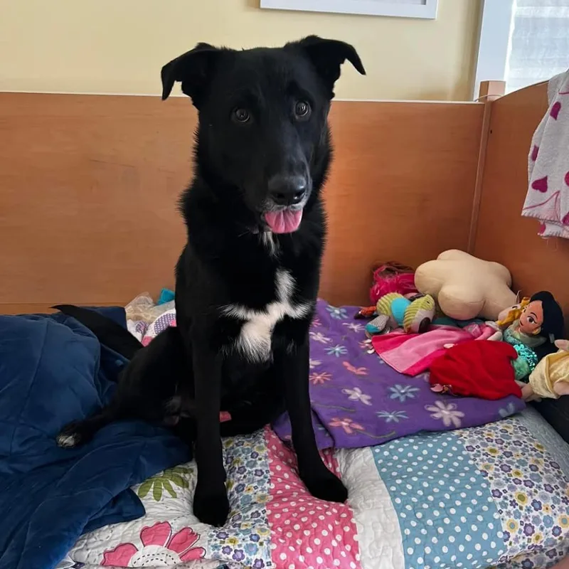 An adult medium-sized male Black Mixed Breed dog named Groot for adoption in Fredericksburg, VA
