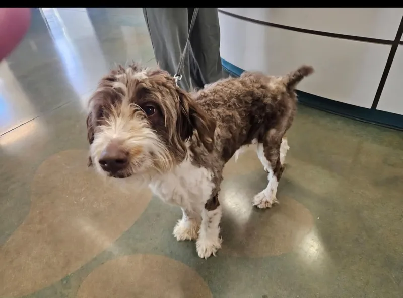 An adult medium-sized male Brown / Chocolate Aussiedoodle dog named Nash for adoption in Colleyville, TX