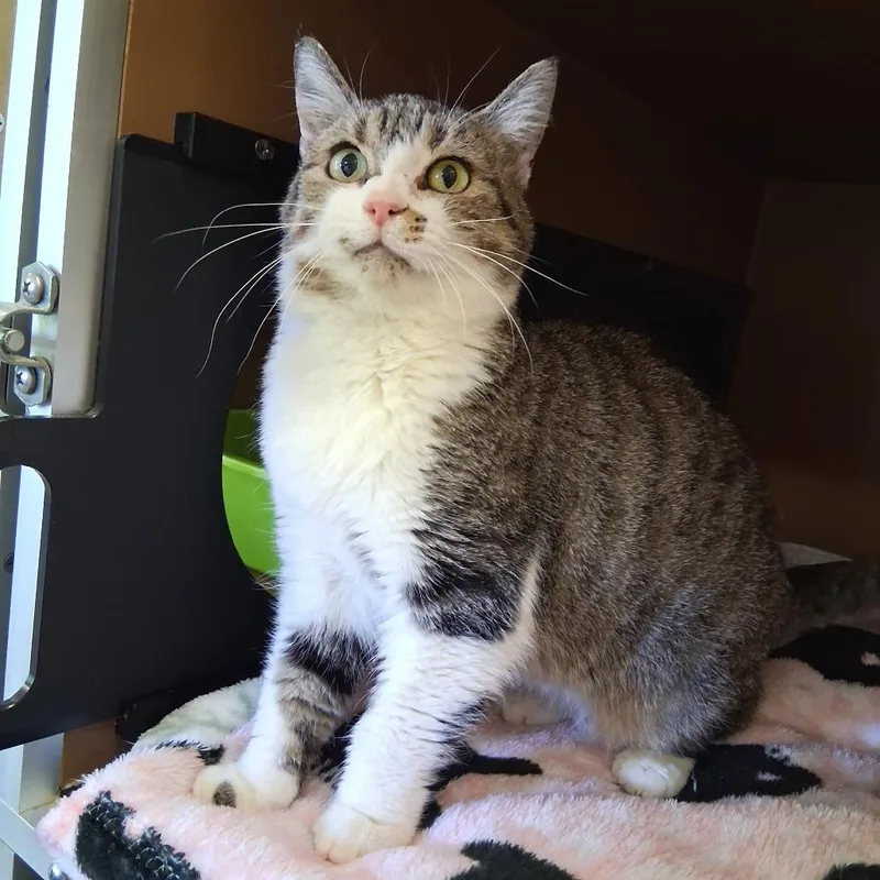 A senior medium-sized female Domestic Medium Hair cat named Vicki for adoption in Middlebury, VT
