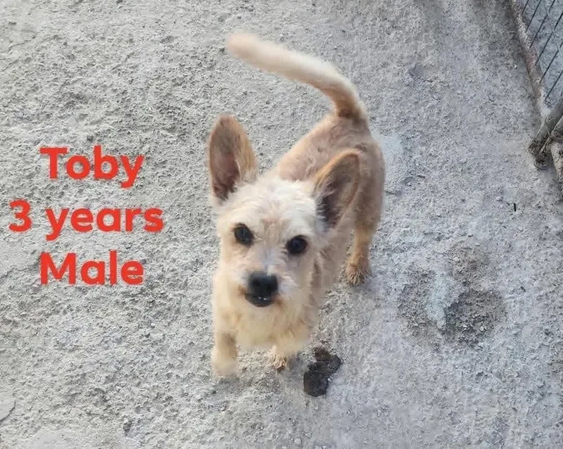A young small-sized male Terrier dog named Toby for adoption in Cortez, CO