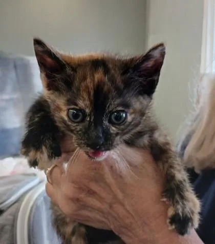 A baby medium-sized female Domestic Short Hair cat named Opal for adoption in West Memphis, AR