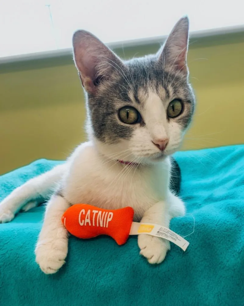 An adult medium-sized female Domestic Short Hair cat named Mama Mia for adoption in Auburn, IN