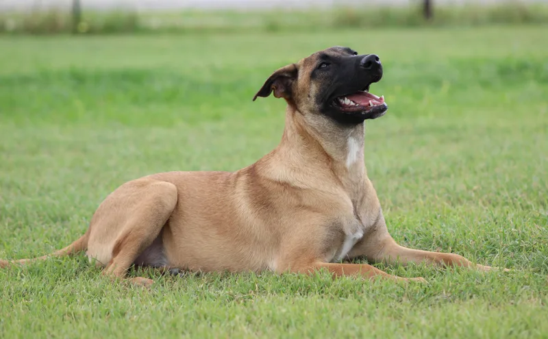 A young medium-sized female Yellow / Tan / Blond / Fawn Belgian Shepherd / Malinois dog named Jessie for adoption in Temple, TX