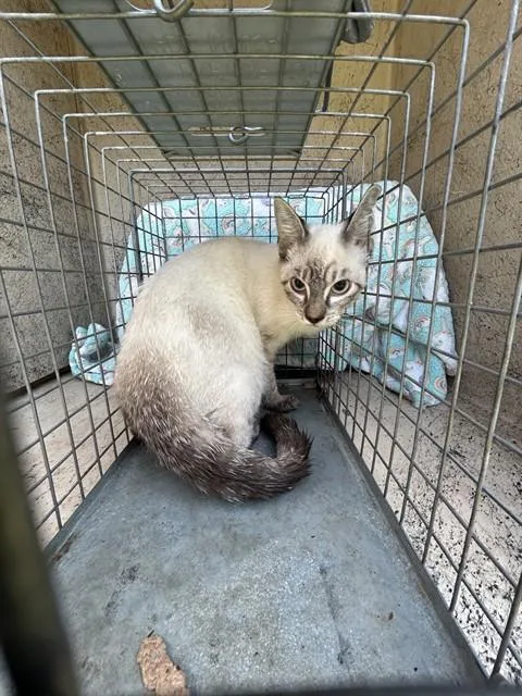 A baby small-sized male Domestic Short Hair cat named Dopple for adoption in Oklahoma City, OK