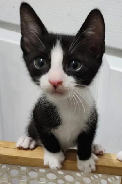A young small-sized male Domestic Short Hair cat named A BatmanPetco West Ashley for adoption in North Charleston, SC