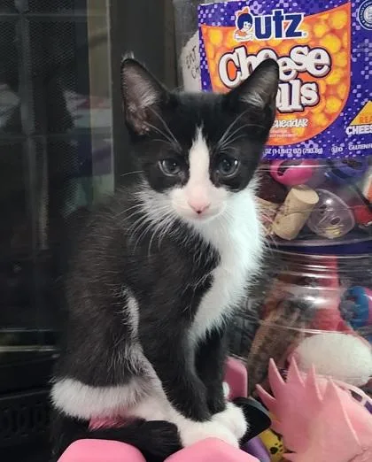 A BatmanPetco West Ashley thumbnail 3