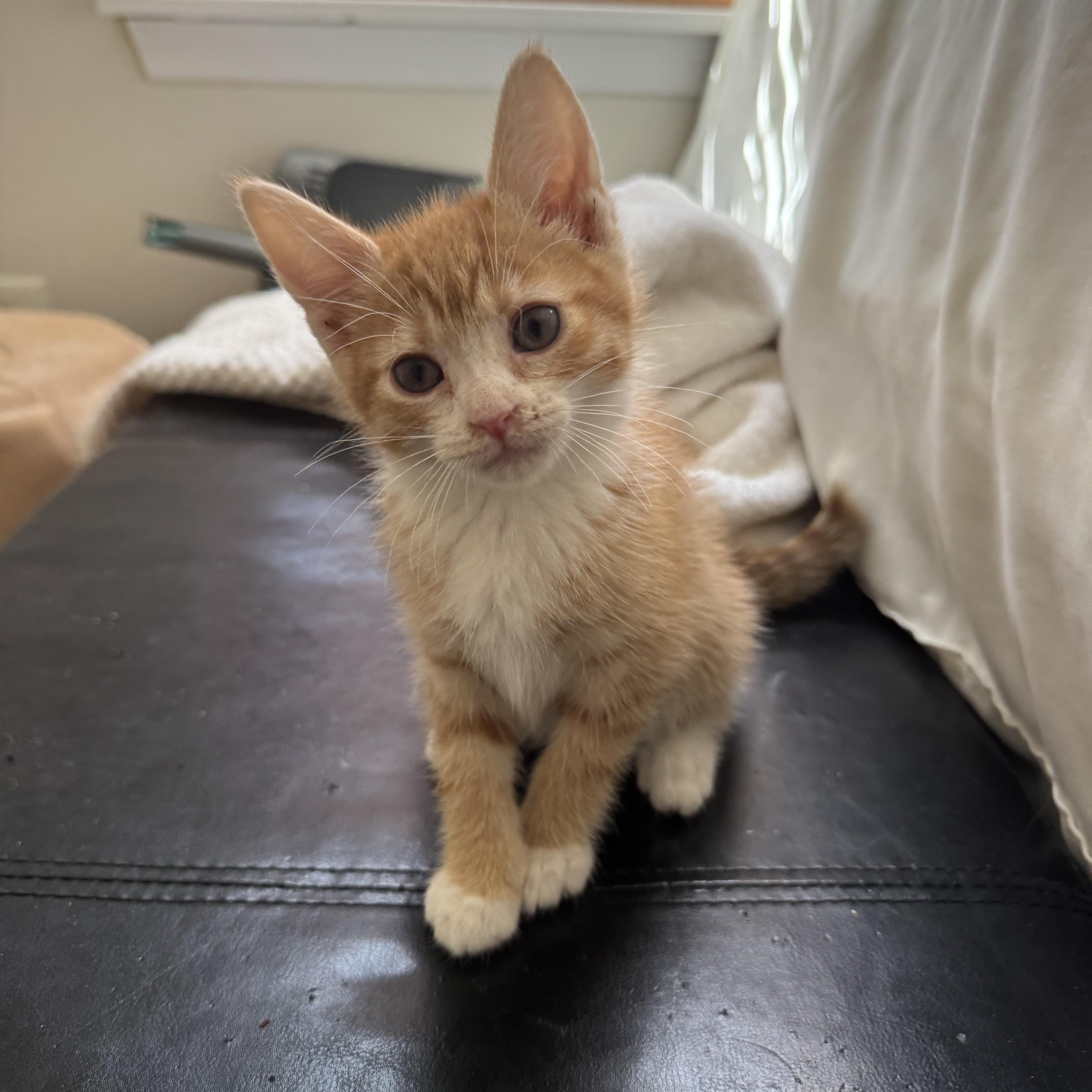 A young medium-sized female Orange & White Domestic Short Hair cat named Chili for adoption in Lemont, IL
