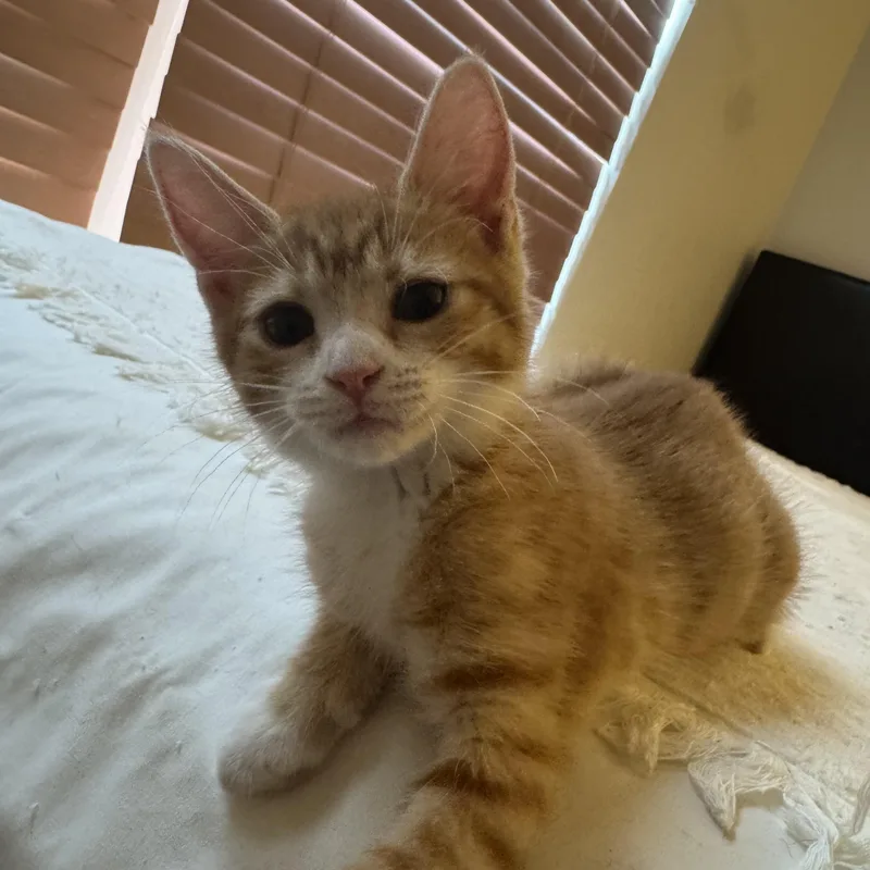 Chili thumbnail 2