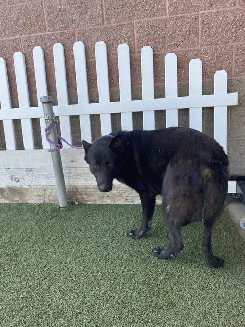 A young large-sized male German Shepherd Dog dog named Curtis for adoption in Modesto, CA