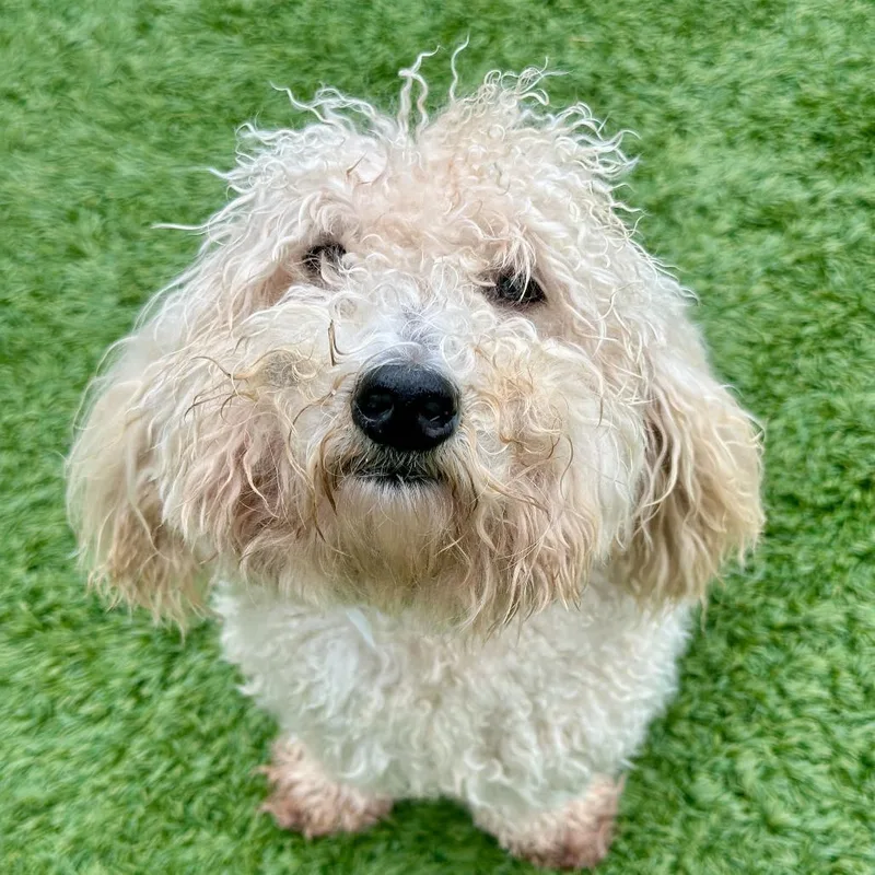 A young small-sized female White / Cream Mixed Breed dog named Ava for adoption in Matteson, IL
