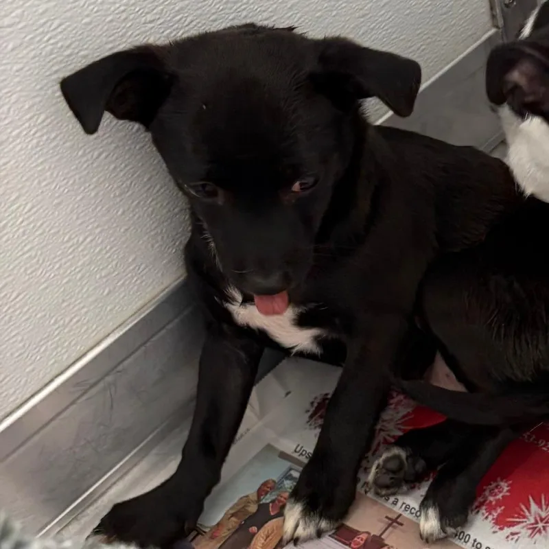 A baby small-sized male Black Chihuahua dog named Mochi for adoption in Greensboro, GA