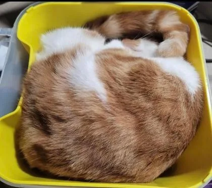 Chuck Norris thumbnail 2