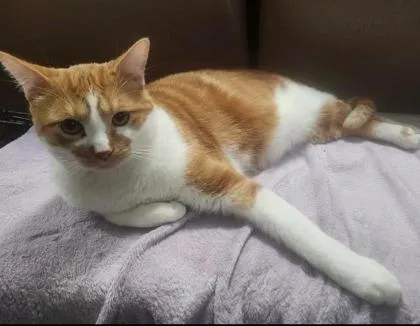 Chuck Norris thumbnail 3