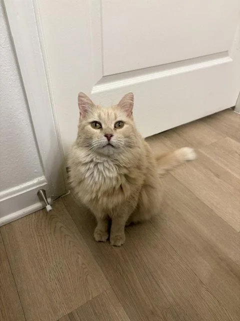An adult medium-sized female Domestic Medium Hair cat named Gracie for adoption in Herndon, VA