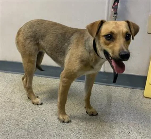 A young medium-sized female Australian Cattle Dog / Blue Heeler dog named A for adoption in Visalia, CA