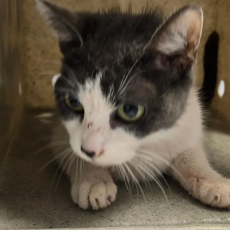 A young small-sized female Gray / Blue / Silver Domestic Short Hair cat named Biscuit Buns for adoption in Philadelphia, PA
