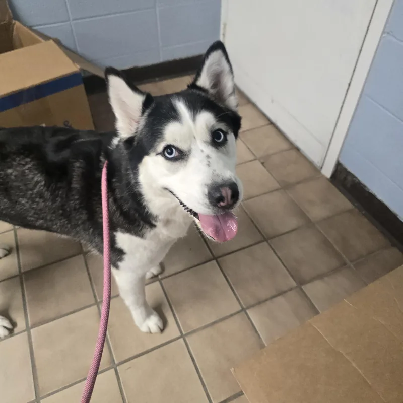 A young small-sized female Black Siberian Husky dog named Nova for adoption in Edison, NJ