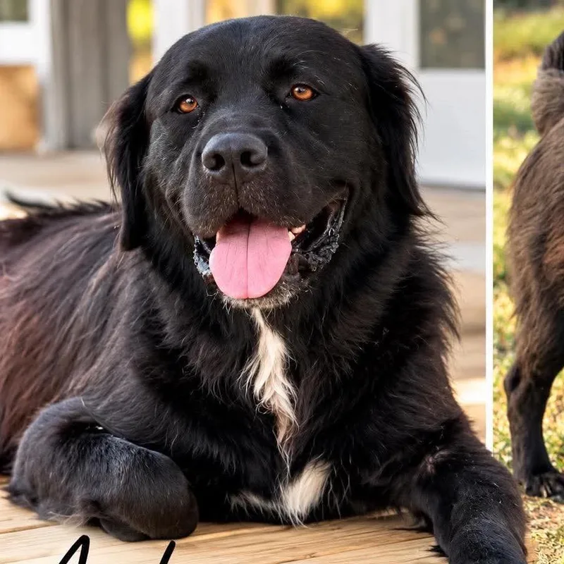 An adult large-sized male Black Retriever dog named Anderson for adoption in Hackett, AR