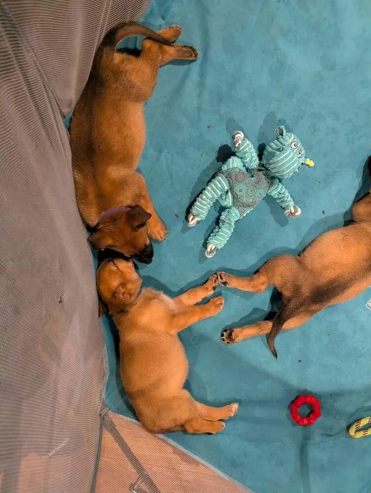 Stormy Skye Litter Talvi