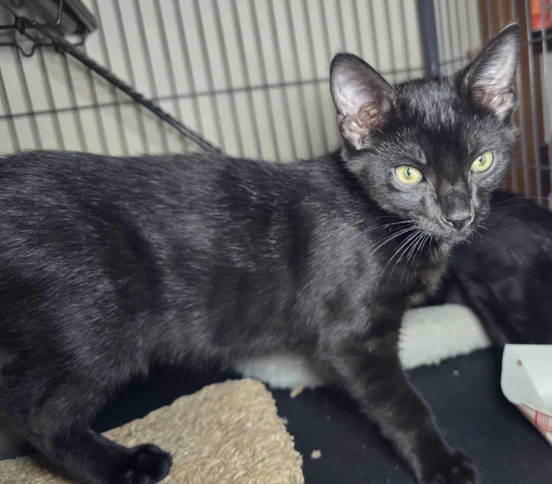 A baby medium-sized male Black Domestic Short Hair cat named Will for adoption in Nottingham, MD