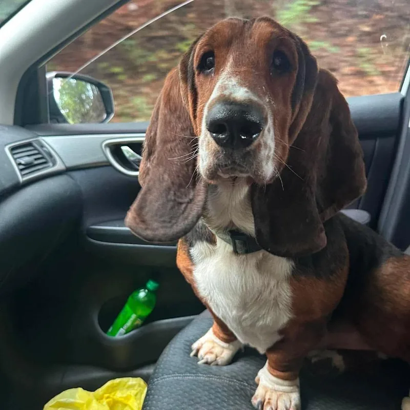 An adult medium-sized male Brown / Chocolate Basset Hound dog named Texier for adoption in Fredericksburg, VA