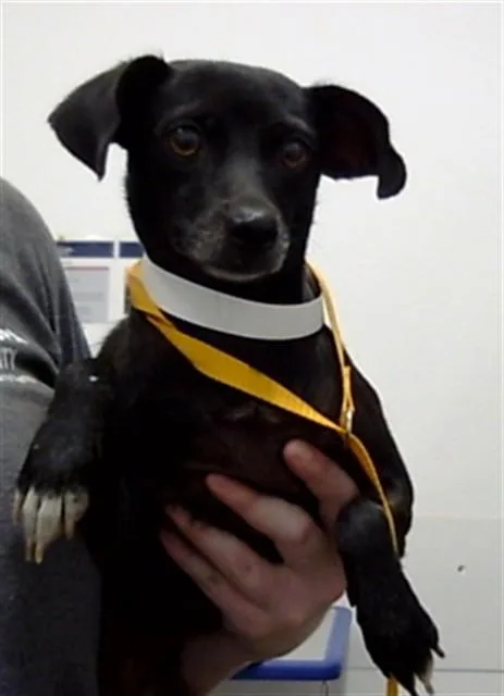A young small-sized female Chihuahua dog named Mojo for adoption in Mesa, AZ