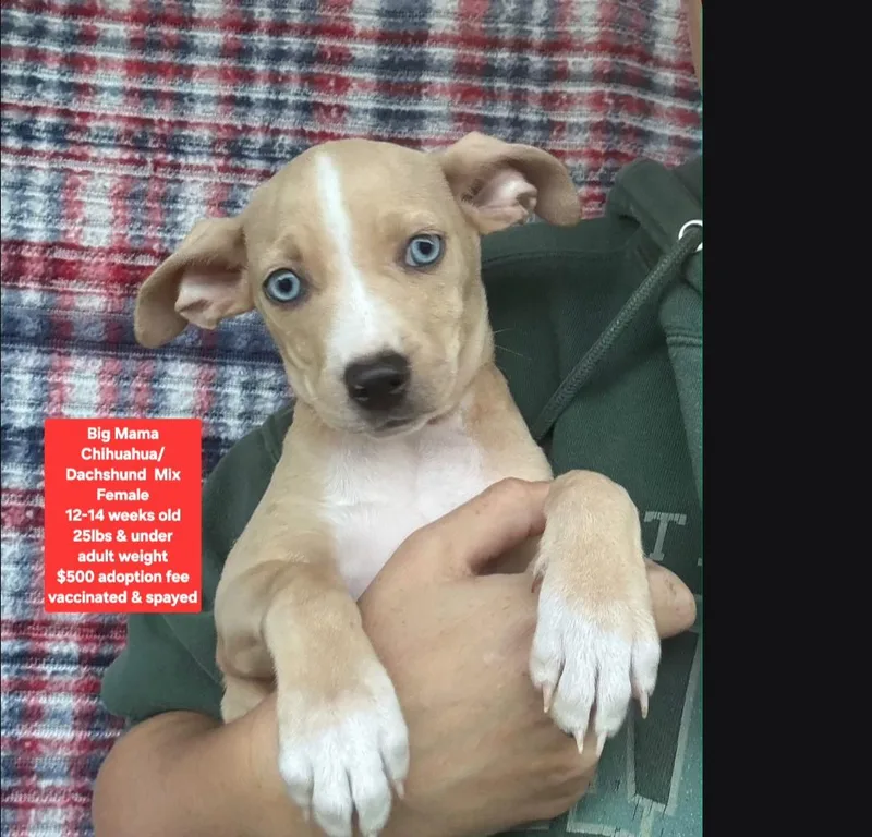 A baby small-sized female Chihuahua dog named Big Mama for adoption in Oviedo, FL