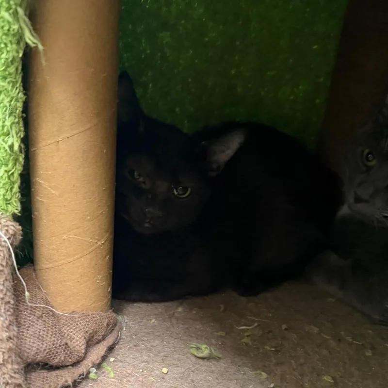 A baby small-sized female Black Domestic Short Hair cat named Aretha for adoption in Las Vegas, NV