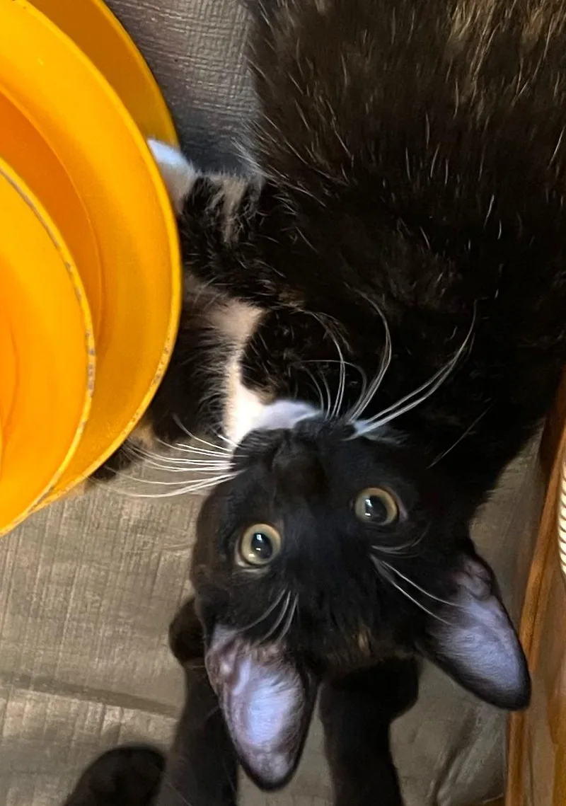 A baby large-sized female Domestic Short Hair cat named Cloud located at for adoption in Cedar Rapids, IA