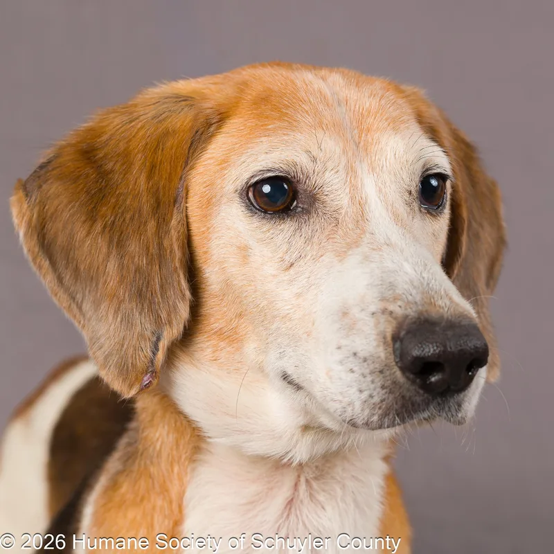 An adult medium-sized male Tricolor (Brown, Black, & White) Hound dog named Cash for adoption in Montour Falls, NY