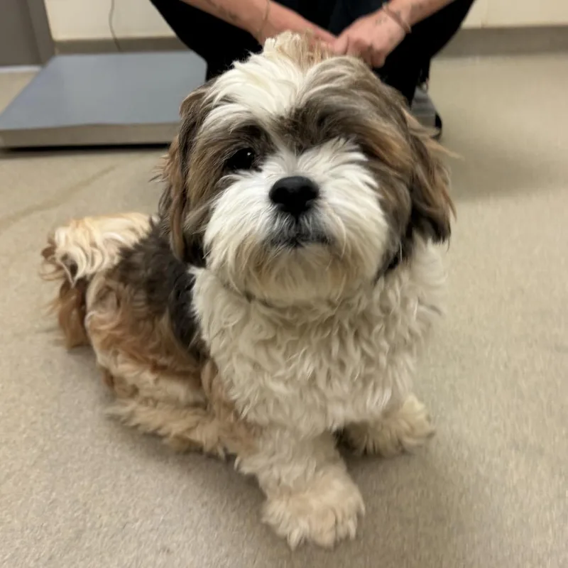A senior small-sized male Yellow / Tan / Blond / Fawn Lhasa Apso dog named Paolo for adoption in Lynchburg, VA