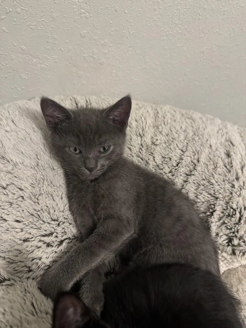A baby medium-sized male Gray / Blue / Silver Domestic Short Hair cat named Brock for adoption in Wesley Chapel, FL