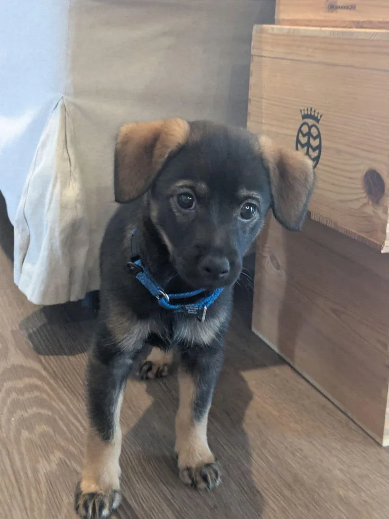 A baby medium-sized male Miniature Pinscher dog named Bruiser for adoption in New London, WI