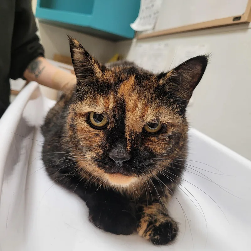 Buttons N Bow thumbnail 2