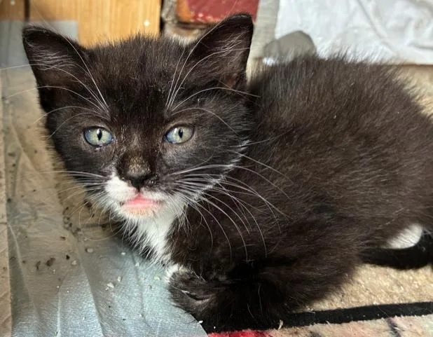 A baby small-sized female Black & White / Tuxedo Domestic Short Hair cat named Nerissa for adoption in Bayonne, NJ