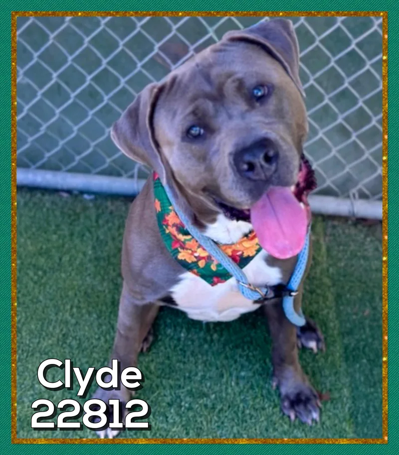 An adult large-sized male American Bully dog named Clyde for adoption in Marietta, GA