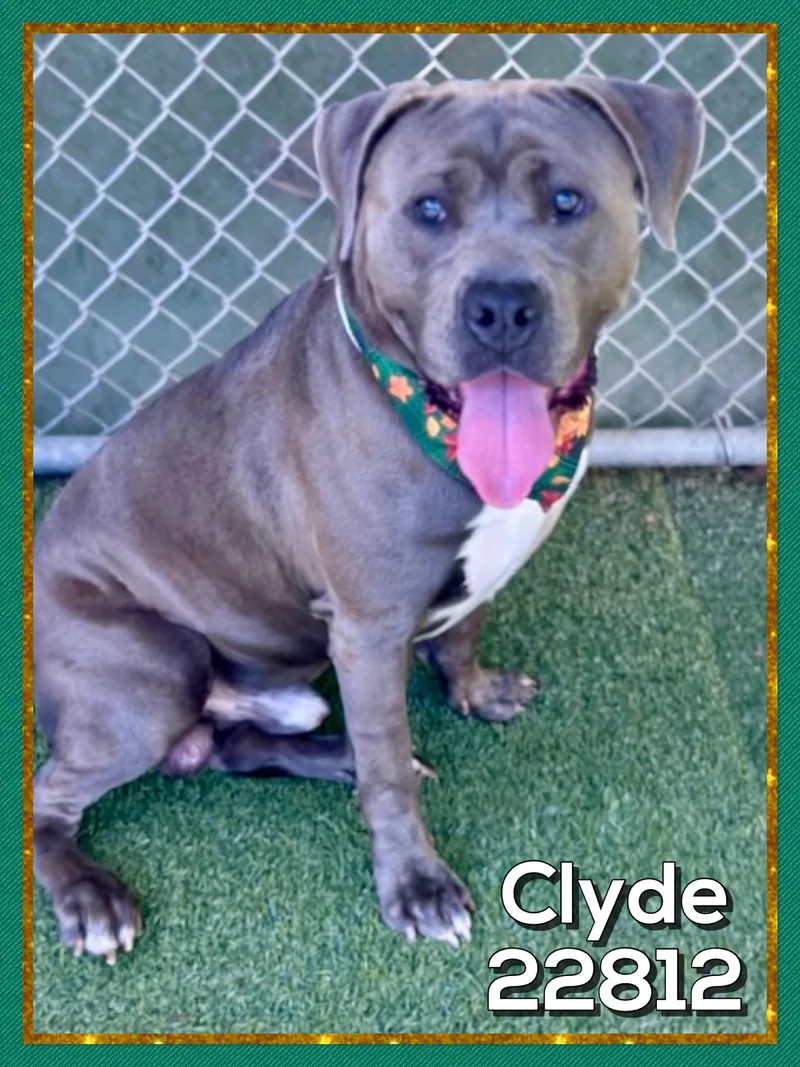 Clyde thumbnail 2