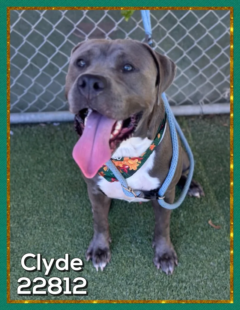 Clyde thumbnail 3
