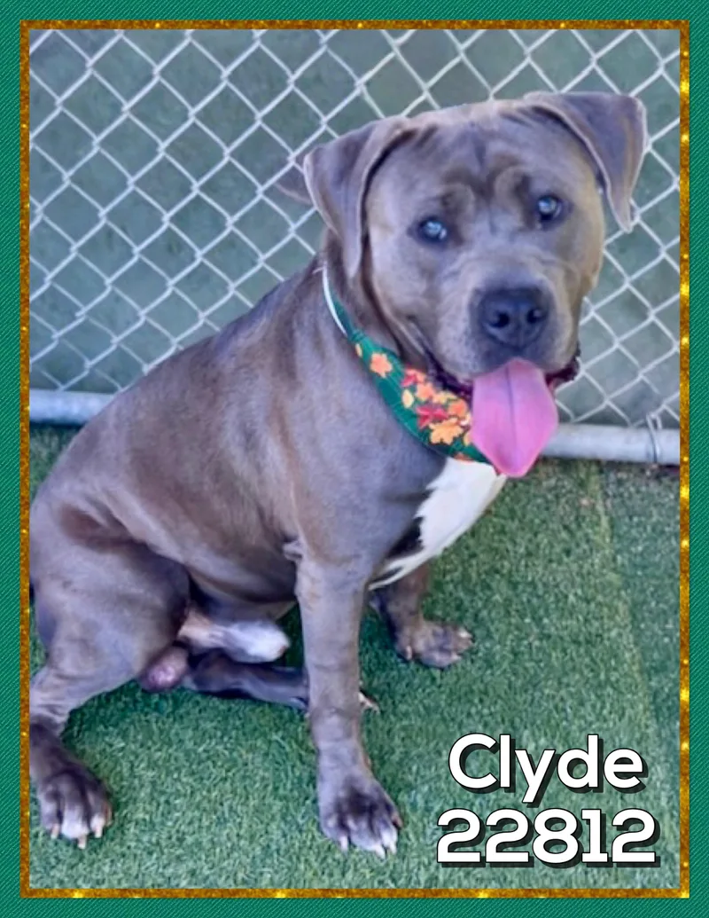 Clyde thumbnail 4