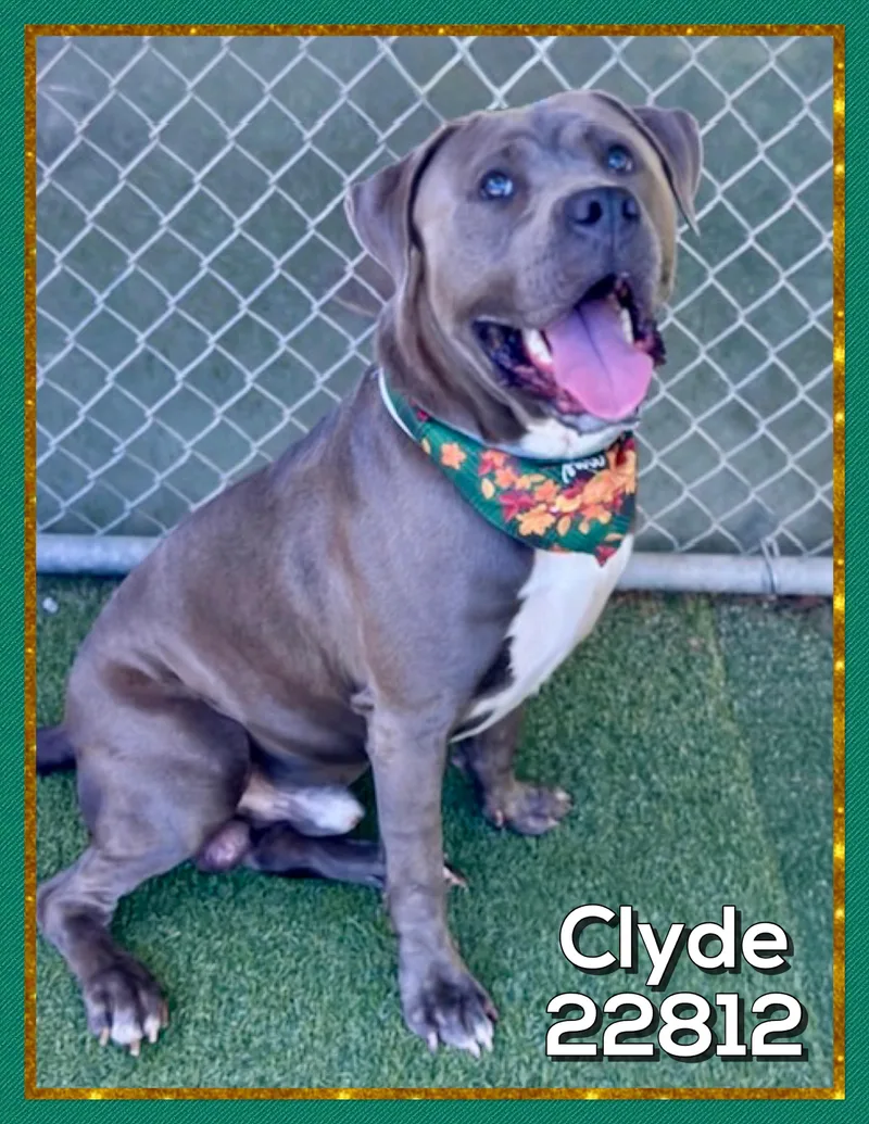 Clyde thumbnail 5