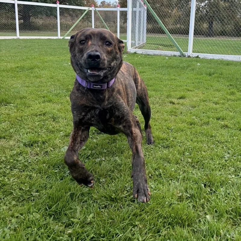An adult medium-sized female Brindle Mixed Breed dog named Olivia for adoption in Ashtabula, OH