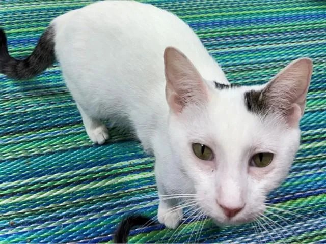 A young medium-sized female Domestic Short Hair cat named Anee for adoption in Fort Wayne, IN