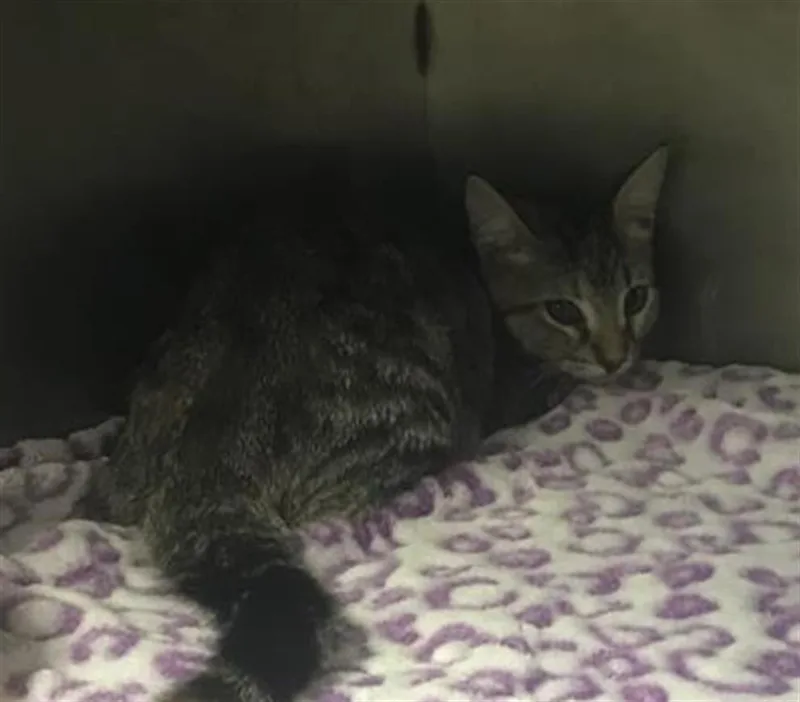 A baby small-sized female Domestic Short Hair cat named A for adoption in Conroe, TX