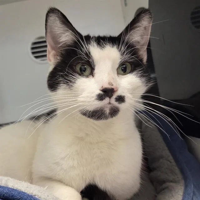 A young small-sized female Domestic Short Hair cat named Cici for adoption in Centerville, MA