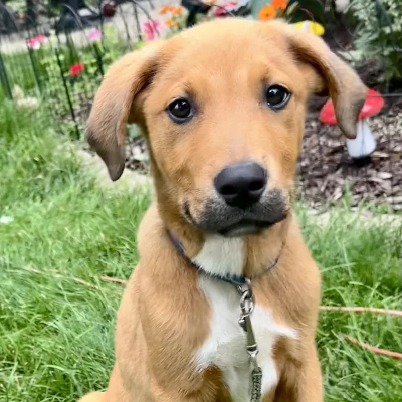 A baby medium-sized male Yellow / Tan / Blond / Fawn Mixed Breed dog named Tarzan for adoption in South Elgin, IL